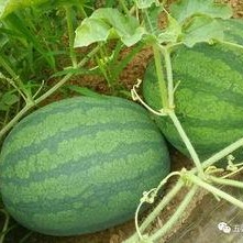 朝阳吃瓜网,揭秘娱乐圈最新热点，带你领略明星幕后故事